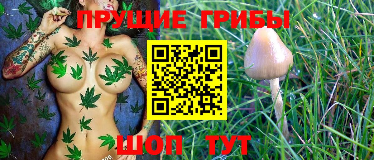 Псилоцибиновые грибы Psilocybine cubensis Петропавловск-Камчатский